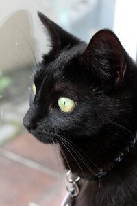 Black feline kitty photo