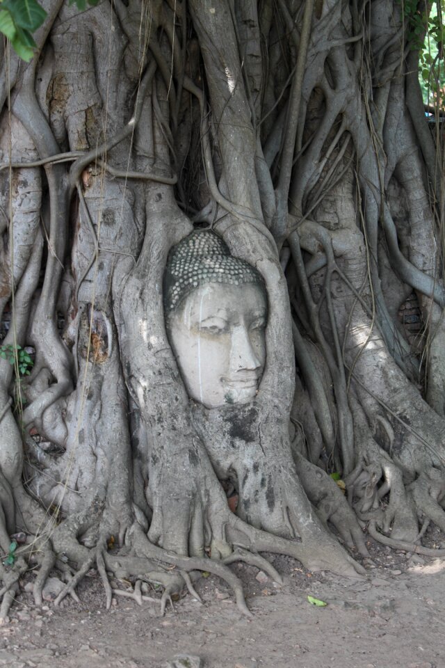 Tree buddha thailand