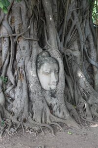 Tree buddha thailand photo