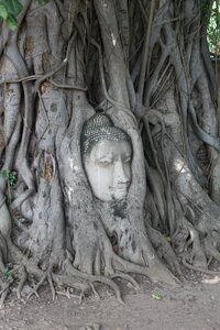 Tree buddha thailand