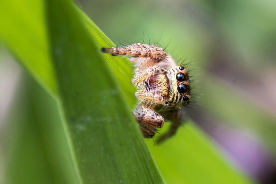 Garden green creature photo