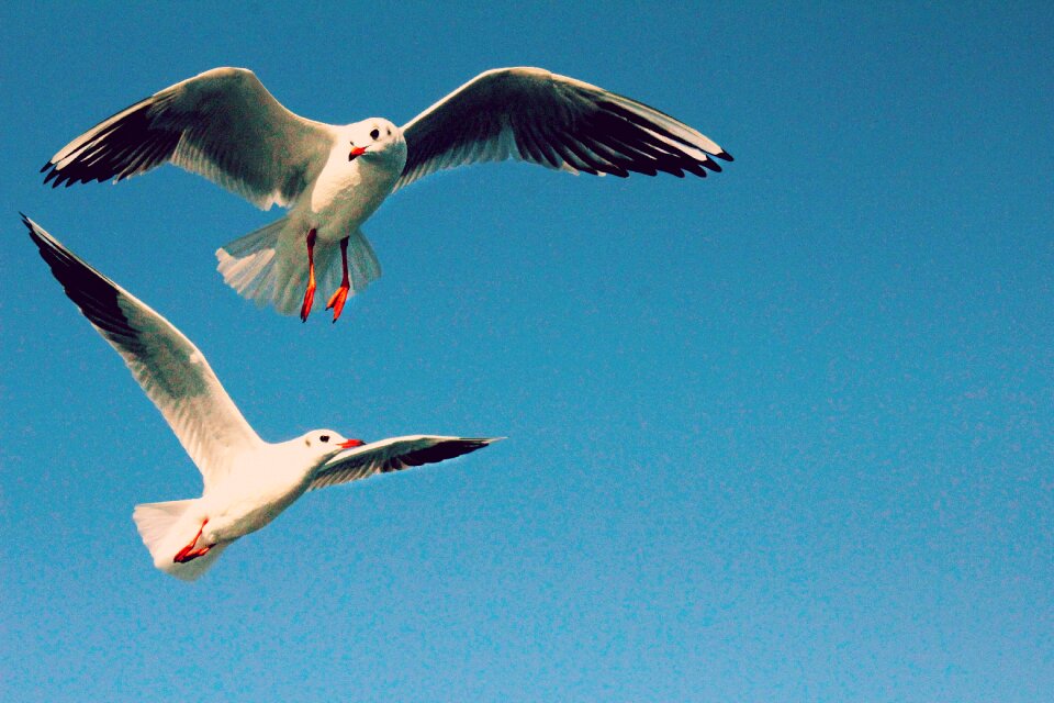 Freedom white fly
