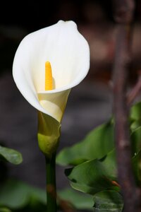 Nature floral