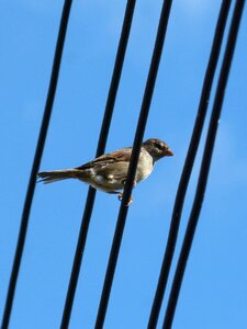 Bird cables lookout