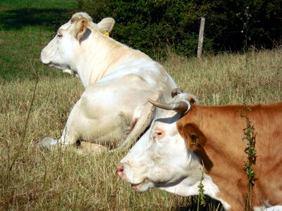 Pasture graze cattle breeding photo