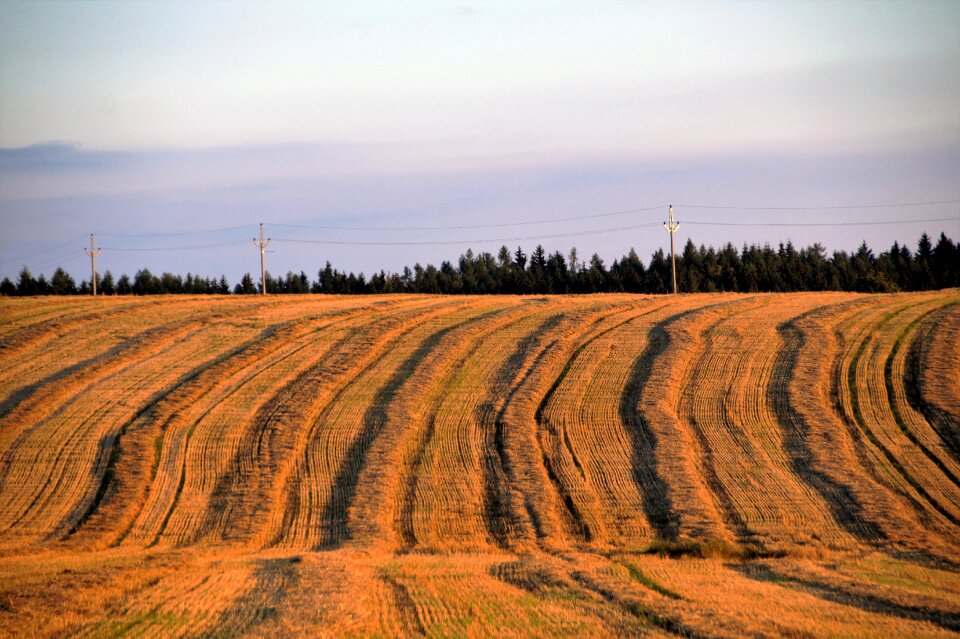 After the harvest striped stripes