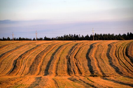 After the harvest striped stripes photo