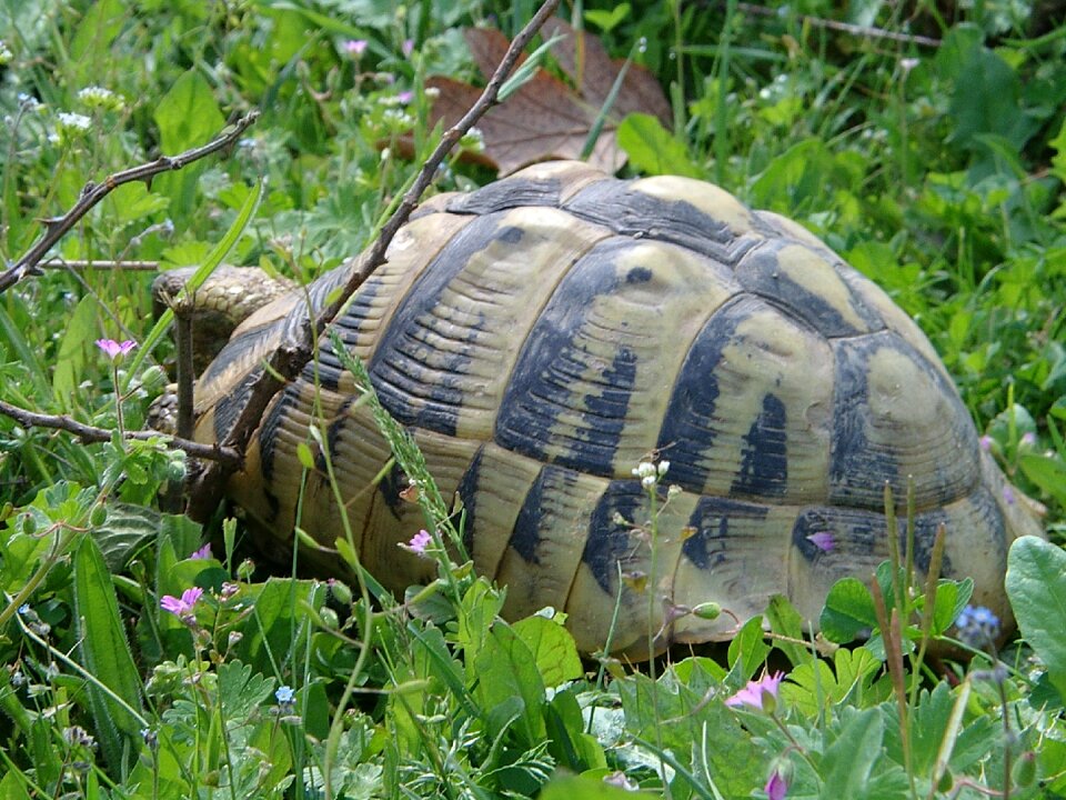 Nature wildlife