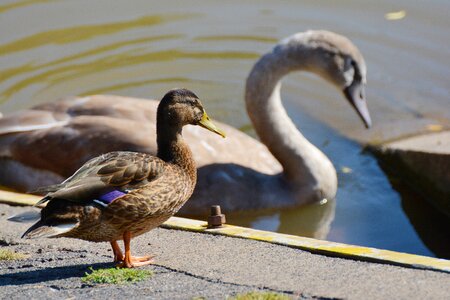 Water water bird duck bird photo