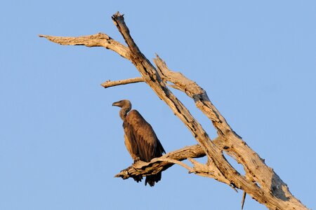 Bird botswana chobe