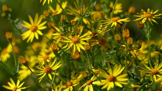 Flower nature summer