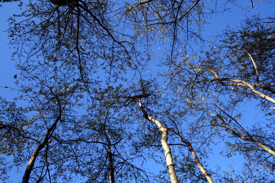 Leaves nature outdoor