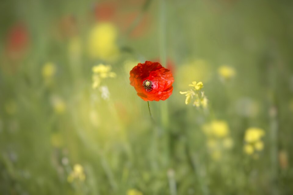 Poppy summer nature
