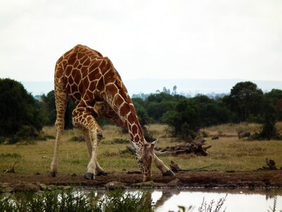 Wildlife safari wild