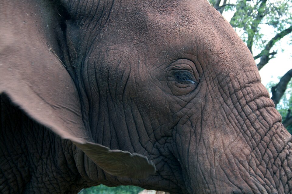 Animal mammal nature