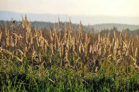 Klasky ears of corn evening