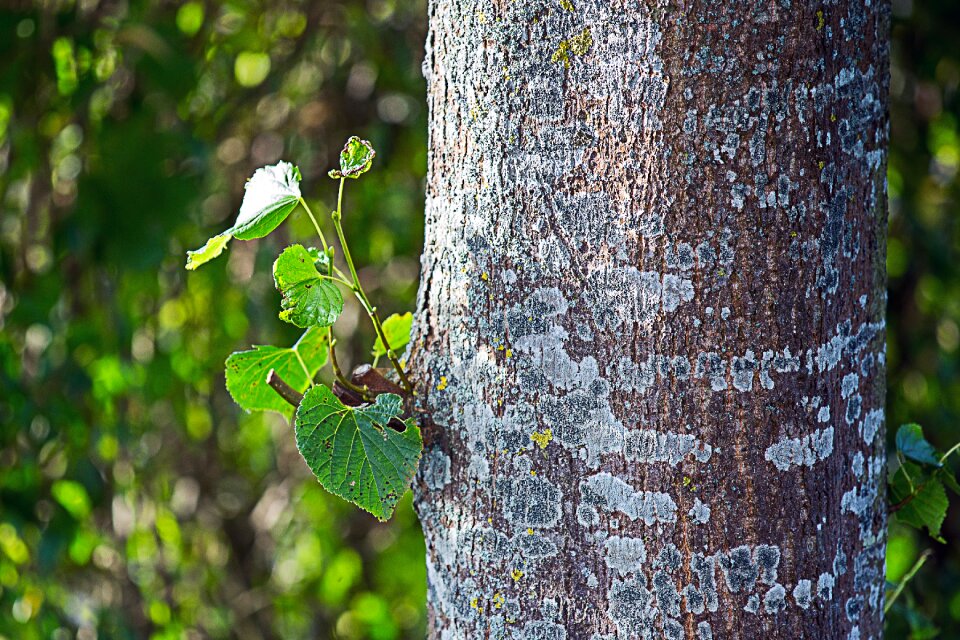 Fresh green nature fresh leaves