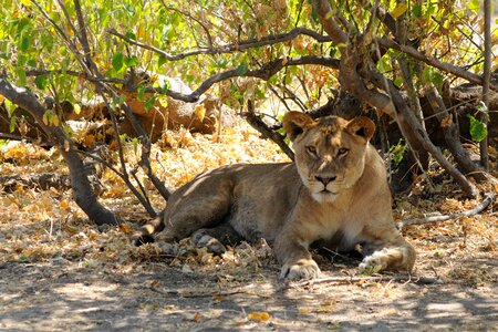Lion botswana chobe