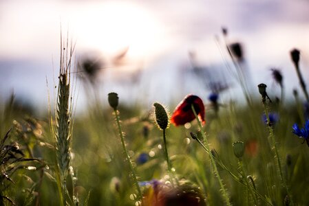 Meadow flower nature red poppy