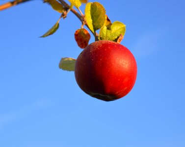Fruit ripe branch