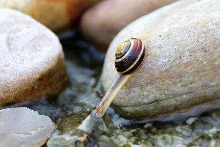 Mollusk shell nature