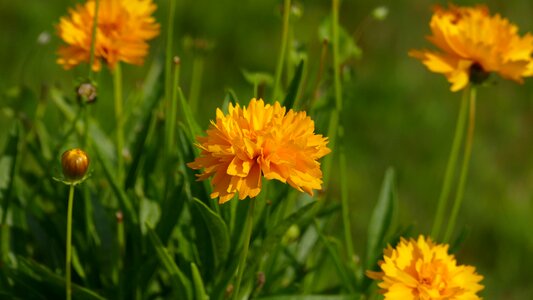 Yellow flowers public record summer