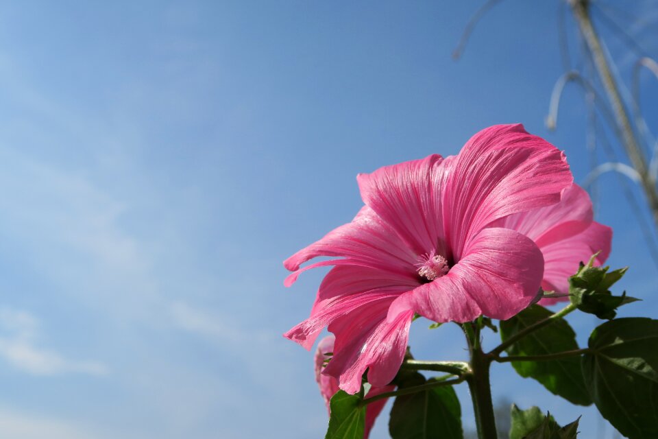 Flowers summer garden flower
