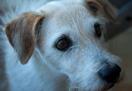 Old terrier canine