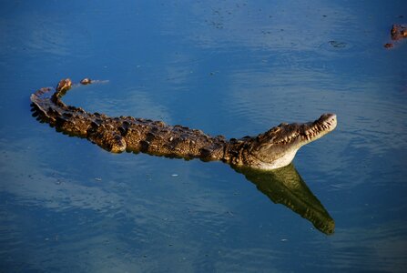 Fauna alligator animal photo