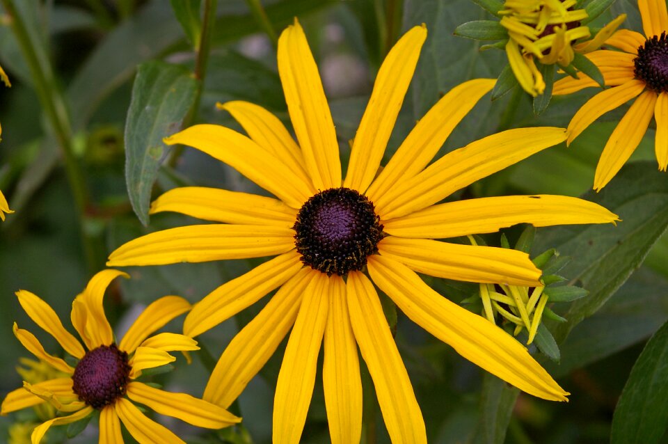 Sunny yellow flowers