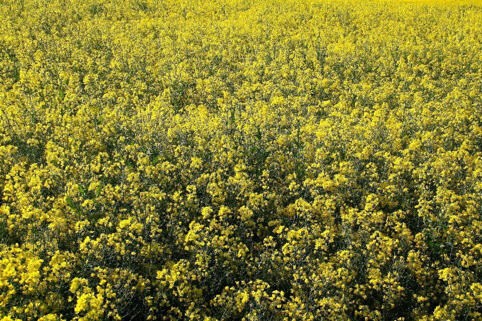 Yellow landscape rape blossom