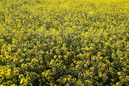 Yellow landscape rape blossom photo
