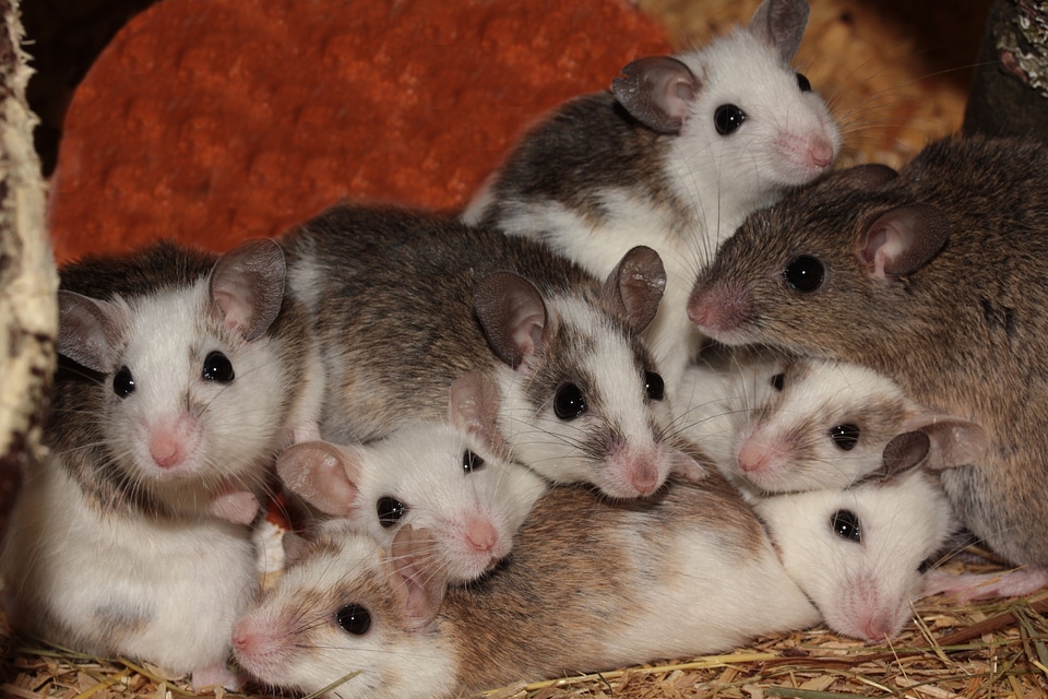 Rodents pets africa