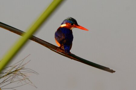 Botswana chobe bird