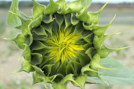 Blossom green sunflower