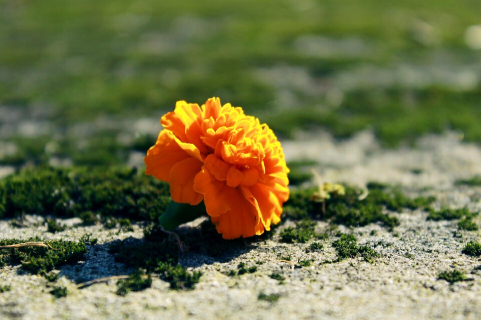 Flower decoration decorative