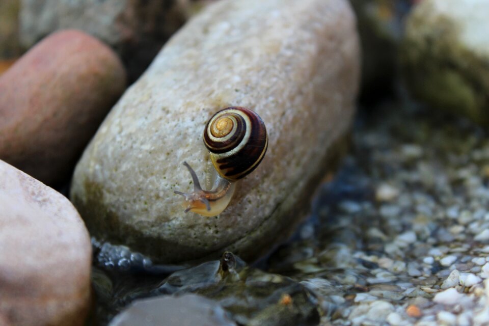 Mollusk shell nature