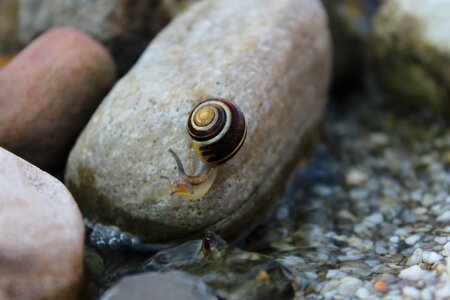 Mollusk shell nature
