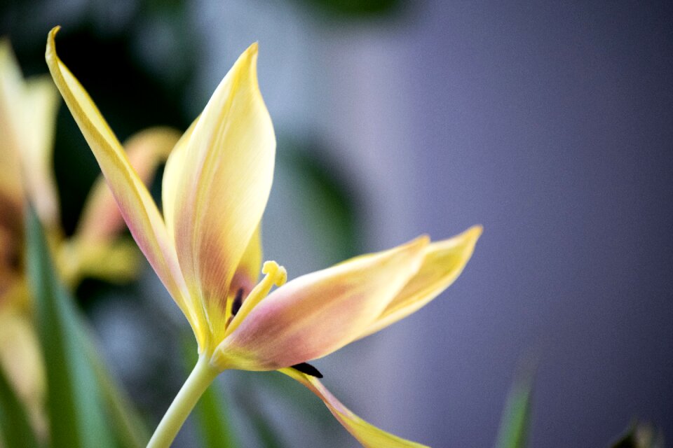 Tulip pastel överblommad