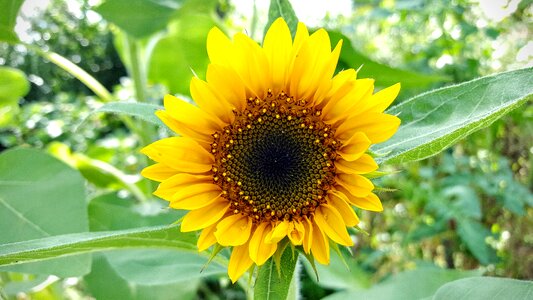 Yellow garden green sunflower photo
