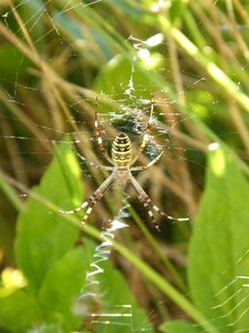 Wasp spider argiope bruennichi web photo