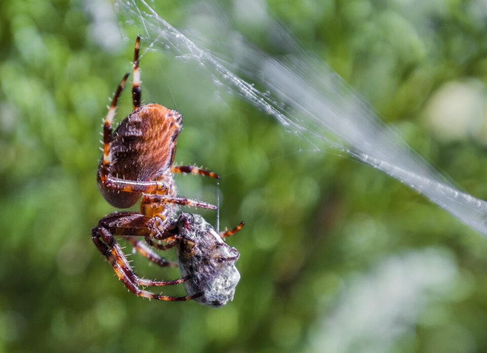 Insect eats bee