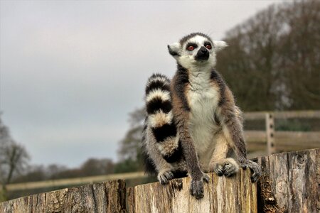 Animal wild mammal