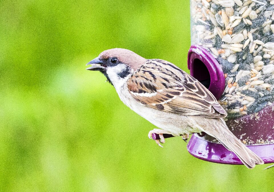 Sparrow ornithology