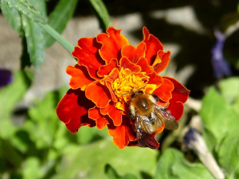 Flower insect libar