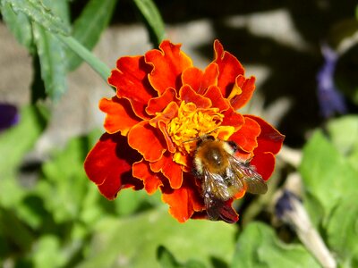 Flower insect libar