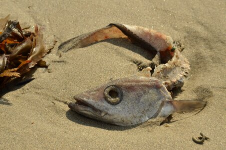 Head fish head eye socket