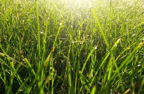 Meadow green blade of grass photo