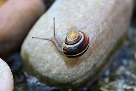 Mollusk shell nature