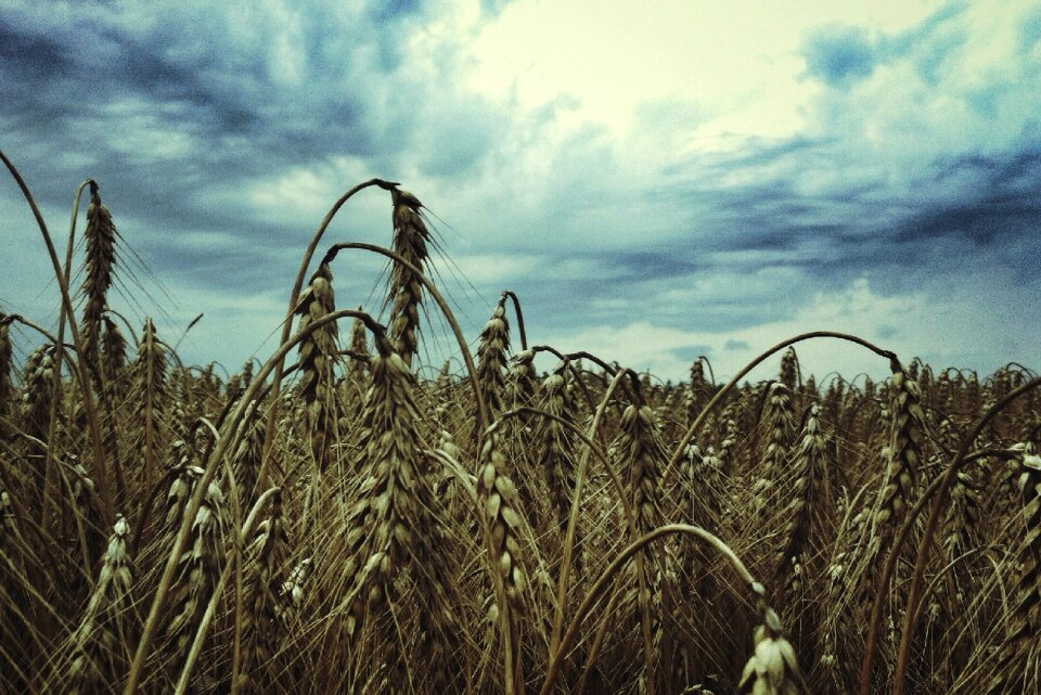Nature field rural